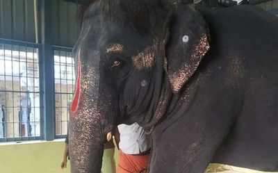 PETA slams Tamil Nadu’s ‘PR stunt’ on abused elephant Joymala