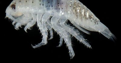 Sunbathers left 'sickened' as feet-eating 'mini-shark' bugs swarm beach