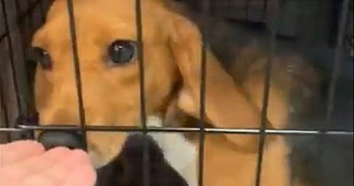 Dozens of beagles rescued from cruel drug experiment excitedly arrive at home