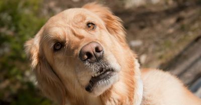 Dog owner baffled at warning from vet on his pooch's medication