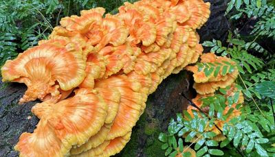 A Chicken of the Woods, from foraging to the stir fry, earns Mushroom of the Week