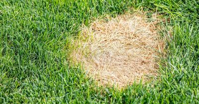 Warning over brown patches of dead grass on lawns linked to 'damaging' disease