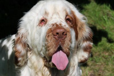 Spaniel given second chance at life after a facelift corrected his vision