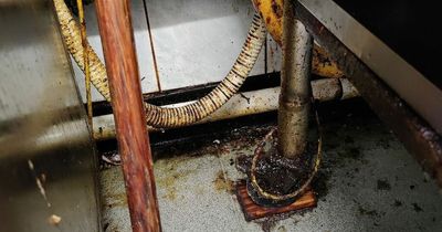 Takeaway given closure notice after inspectors found it in 'dirty and greasy' condition