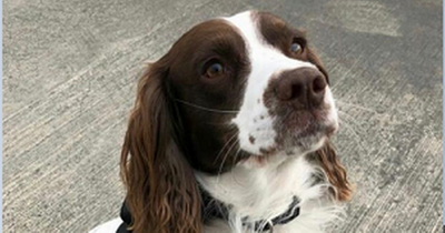 Dublin detector dog sniffs out illegal cigarettes, tobacco, and cash