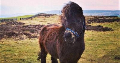 Meet Scotland's marvellous Shetland Ponies a miniature but hardy breed
