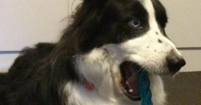 'I bought my dog an X-rated toy and was called out in the park about it'