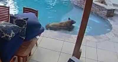 Family stunned as brazen bear takes dip in garden pool to cool off in sweltering heat