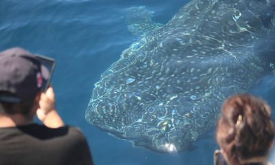 Largest shark on planet wows boaters in rare California showing