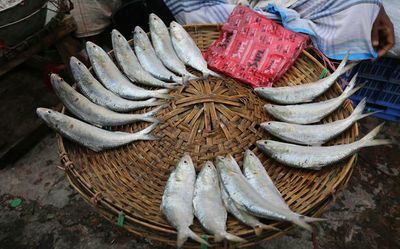 With Bangladesh PM in Delhi, Hilsa arrives in Kolkata’s markets