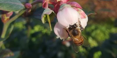 Blueberries and their pollinators aren't native to South Africa but local honey bees can help