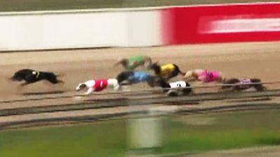 TasRacing accused of covering up greyhound injuries as opponents highlight editing of race videos