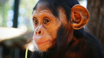 Rockhampton Zoo's chimpanzee troupe conquer odds to become vital for species' survival
