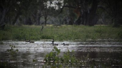 Macquarie Marshes flooded in 'wettest period in living memory' as farmers face mounting losses