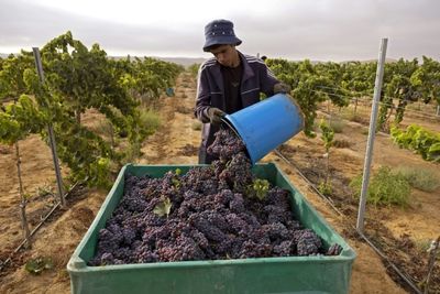 Negev desert winemakers show way ahead in Israel's hot climate