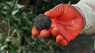 Cool, wet climate marks out Great Southern as the next hotspot for WA's thriving truffle industry