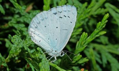 Country diary: A holly blue butterfly at the very edges of existence