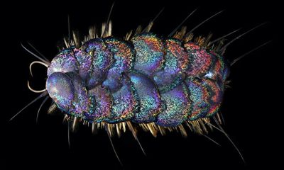 Discovered in the deep: the ‘Elvis worms’ that sparkle in the darkness