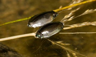 Specieswatch: how whirligig beetles evolved to occupy an environmental niche