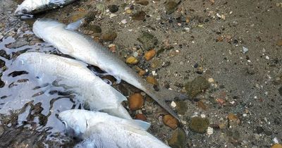 'I think there is a cover up going on': fury at second lake fish kill