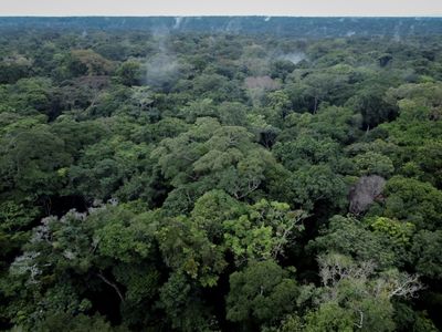 Scientists fight to protect DR Congo rainforest as threats increase