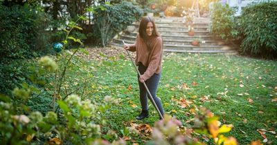 Expert tips reveal autumn as the best time to work towards the perfect summer garden