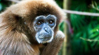 Two gibbon species declared extinct in the wild in China due to excessive 'human activities'