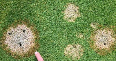 Gardeners warned over brown patches of grass as disease 'difficult to control'