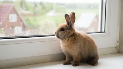 RSPCA issues weather warning to owners of small pets