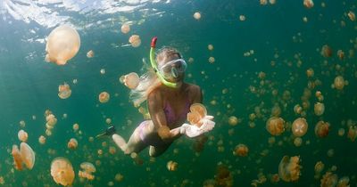 Incredible lake where you can float through millions of jellyfish - and they don't sting