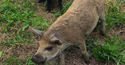 Pigs appear in garden on Crumlin Road as appeal launched to find owners