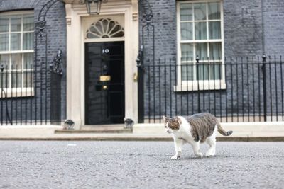 As Liz Truss becomes prime minister, what will happen to Larry the cat?