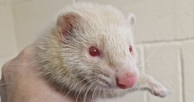 Pet ferrets found cruelly dumped in box covered with chicken wire on Scots cycle path