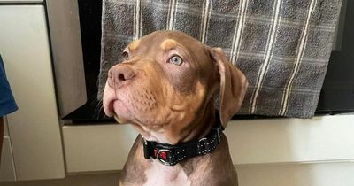 Puppy stolen from Bristol home leaving dog owner distraught