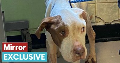 Teary-eyed vet breaks down at 'worst ever case' of dumped dog in over 50 years