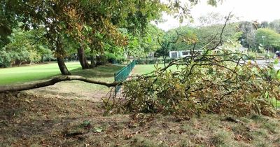 Neighbours ask 'how safe are our trees' after large branch falls close to playground