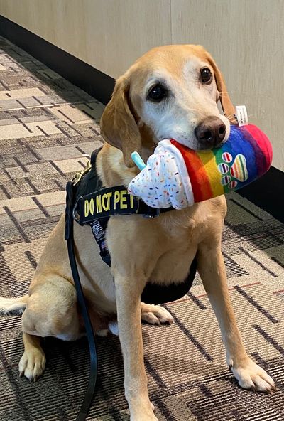 Eebbers, TSA's oldest and cutest bomb-sniffing dog, retires after a decade of service