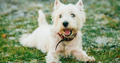 'My dog ate all my birth control pills - it was so awkward telling my vet'