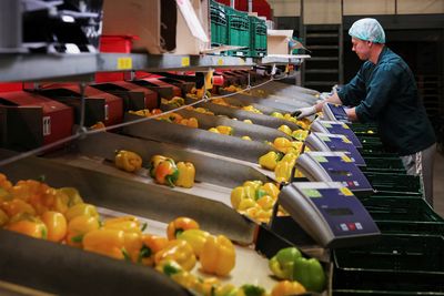 No tulips from Amsterdam? Gas crisis hits Dutch greenhouses