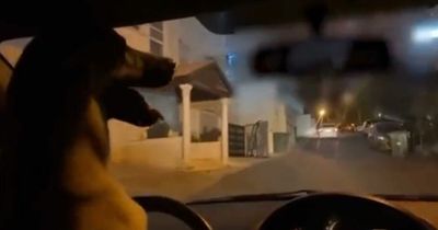 Man arrested after letting dog driving his car and posting video on social media