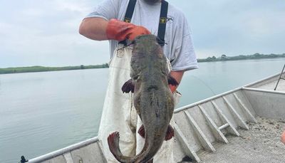 More flathead catfish than expected in the Calumet system during intensive invasive carp monitoring