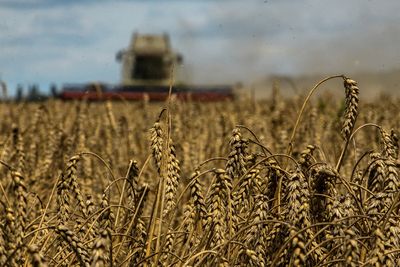 Wheat jumps as Russia questions Ukraine export deal