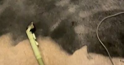Mum left red-faced after ruining her walls in attempt to dye carpet and save cash