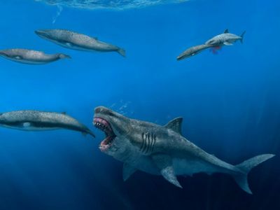 Ocean scanner registers 50-foot ‘Megalodon’ shape in Atlantic