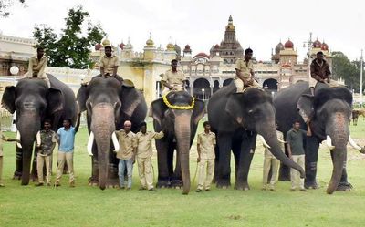 Second batch of Dasara elephants arrive