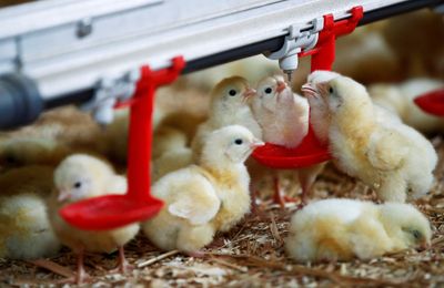 EU imports of Ukrainian chicken soar after quota lifted, French group says