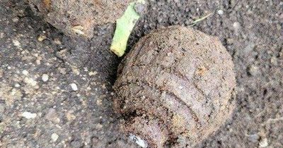 Bomb squad find more World War One explosives in Bristol garden