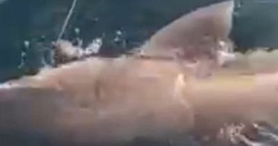 Fisherman left astonished after accidentally hooking giant 10ft long shark