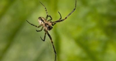 The £2 tip to keep spiders out of your house as Autumn beckons