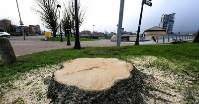 Lisburn councillor fears residents will chop down trees for fire wood as energy crisis worsens